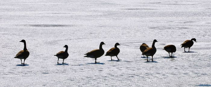 Birds walking on snow during winter