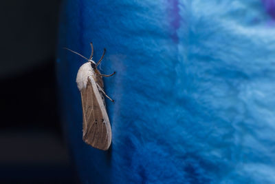 Close-up of grasshopper