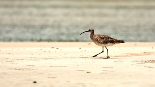 Close-up of bird on beach