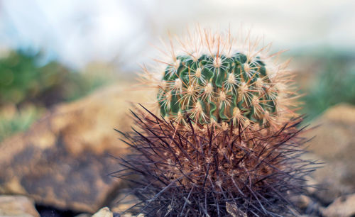 Close-up of cactus plant on field