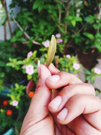 Close-up of hand holding plant