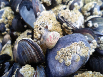 Close-up of crab on beach