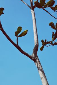 Low angle view of tree against clear blue sky