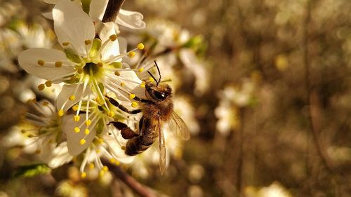 Close-up of bee pollinating on flower