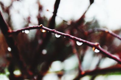 Low angle view of wet tree branch during winter