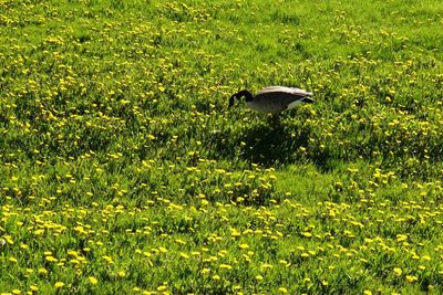 Bird flying by plants