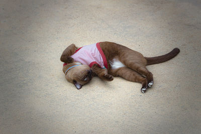 High angle view of dog sleeping on floor