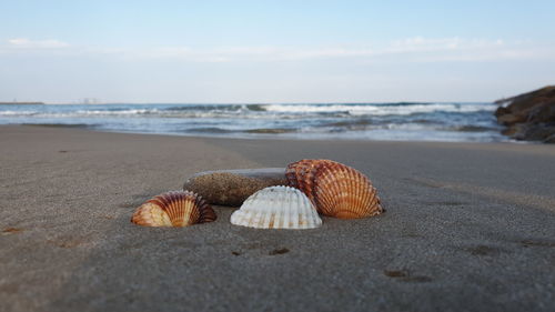 View of seashell on beach