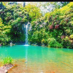 Scenic view of waterfall in forest