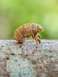 Close-up of insect on rock