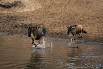 Horse drinking water