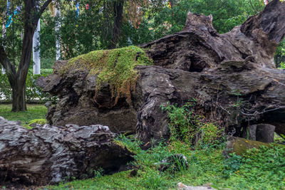 Close-up of moss on tree trunk