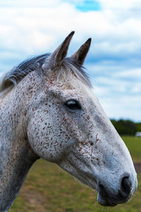 Close-up of a horse