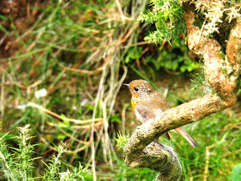 Close-up of bird perching on branch