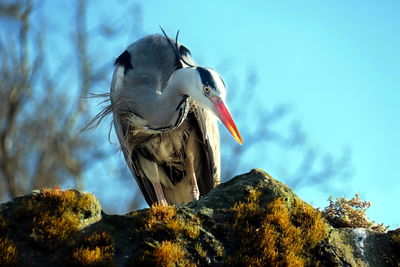 Low angle view of bird perching on rock