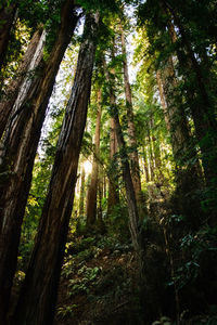 Low angle view of bamboo trees in forest