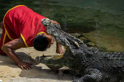 Man looking at crocodile mouth