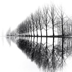 Bare tree by lake against clear sky