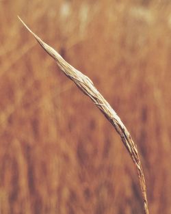 Close-up of plant against blurred background