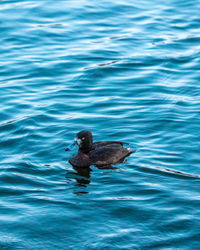 High angle view of duck swimming in lake