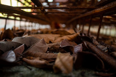 Close-up of dried leaves in abandoned room