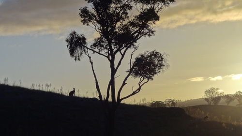 Silhouette tree on field against sky at sunset
