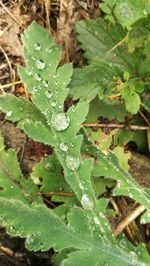 High angle view of raindrops on leaves