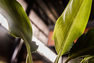 Close-up of green leaves on plant