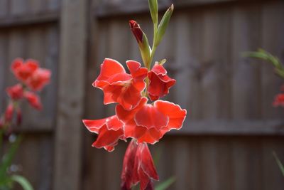 Close-up of red flowers blooming outdoors