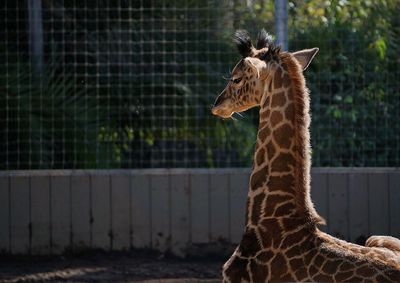 Young giraffe on field at zoo