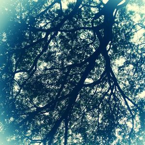 Low angle view of tree against sky on sunny day