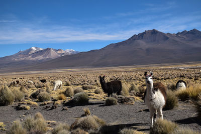 Group of alpacas wandering around bolivian altiplano