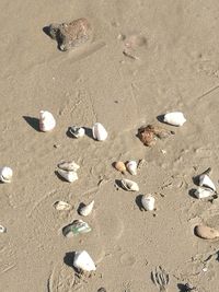 High angle view of seashells on beach