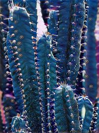 Full frame shot of succulent plants in market