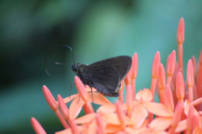 Close-up of butterfly on flower