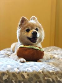 Portrait of dog relaxing on bed at home