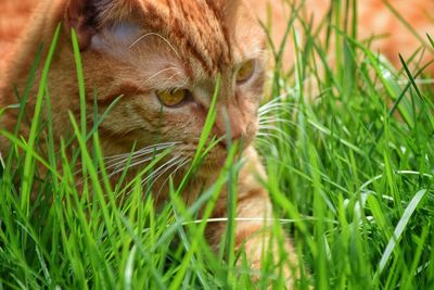 Close-up of cat on field