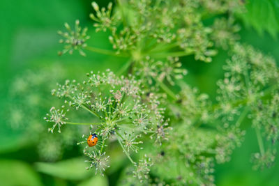 High angle view of ladybug on plant