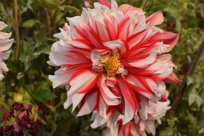 Close-up of bee on flower