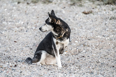 Dogs standing on field
