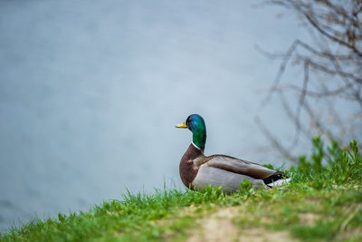 Side view of a bird in lake