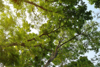 Low angle view of trees against sky