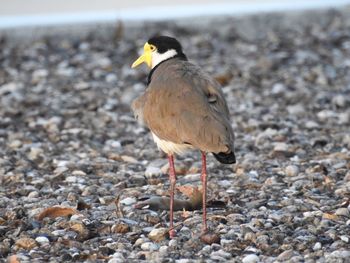 Bird perching on ground