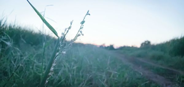 Close-up of grass on field against sky