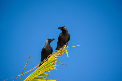 Low angle view of birds perching on blue sky
