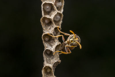 Close-up of bee