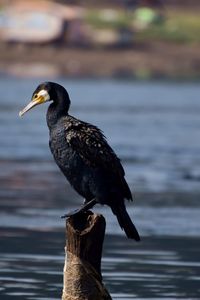 Close-up of bird perching on wooden post