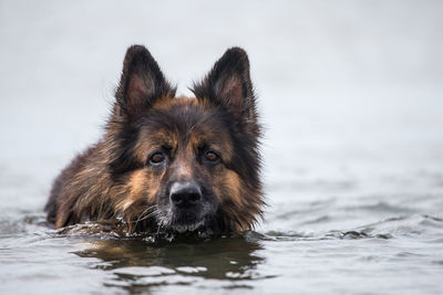 Portrait of dog