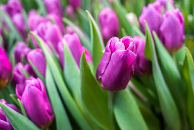 Close-up of purple tulips in abundance