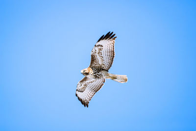 Low angle view of bird flying against clear blue sky